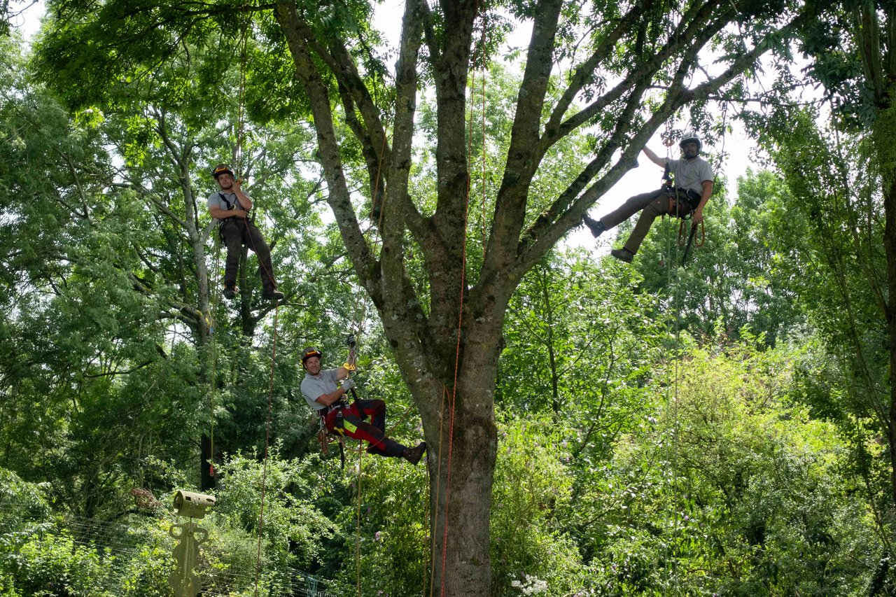 Jardinage Grün Élagage Équipe